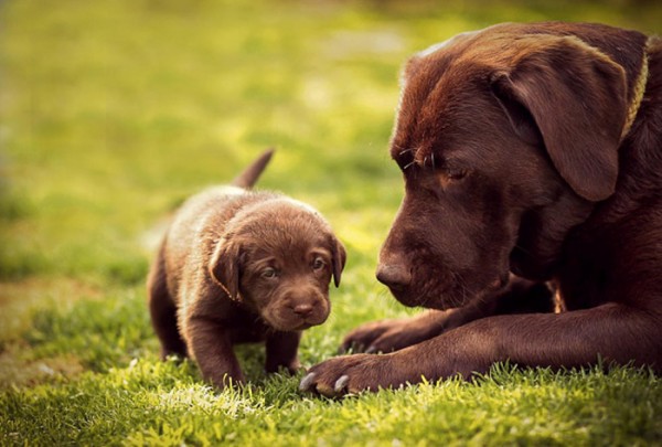 10 Ritratti di cani papà con pupi (FOTO)