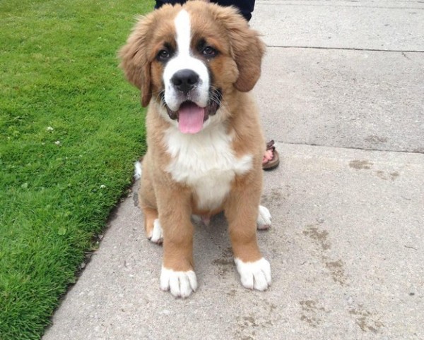 cucciolo di cane