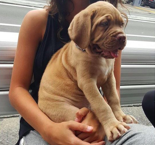 cucciolo di dogue di bordeaux