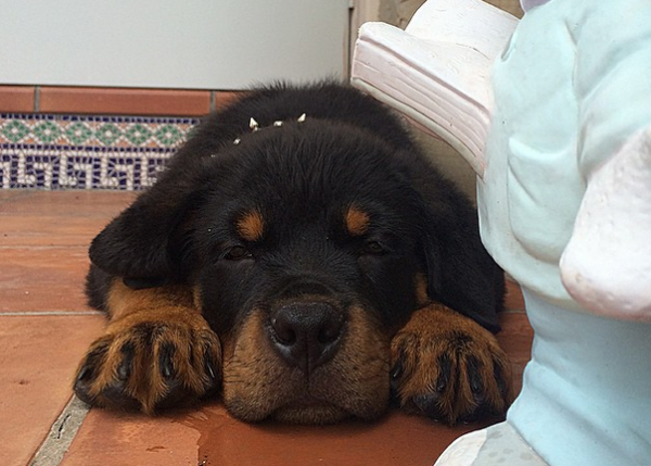 cucciolo di rottweiler