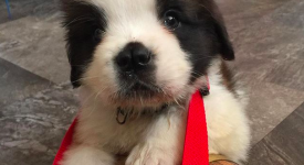 10 cuccioli di cane mai stati piccoli (FOTO)