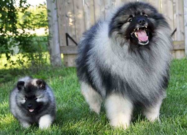 cucciolo e cane adulto