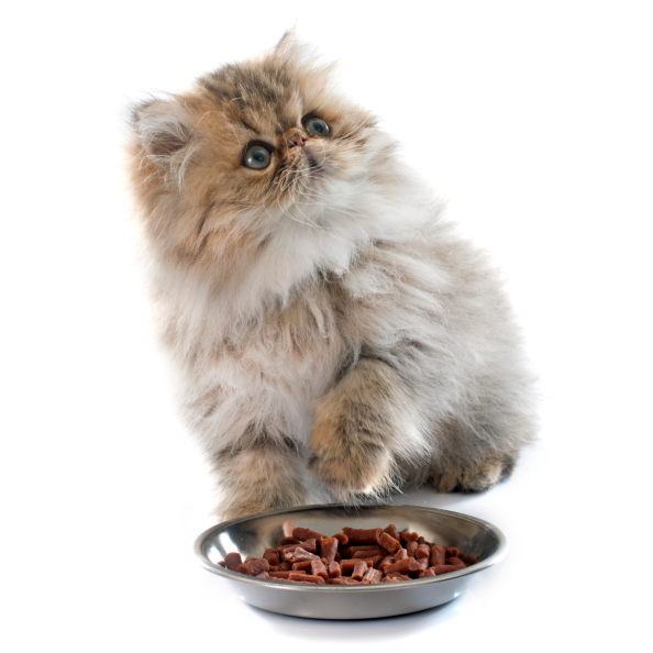 mangime gatto insufficienza renale veterinario