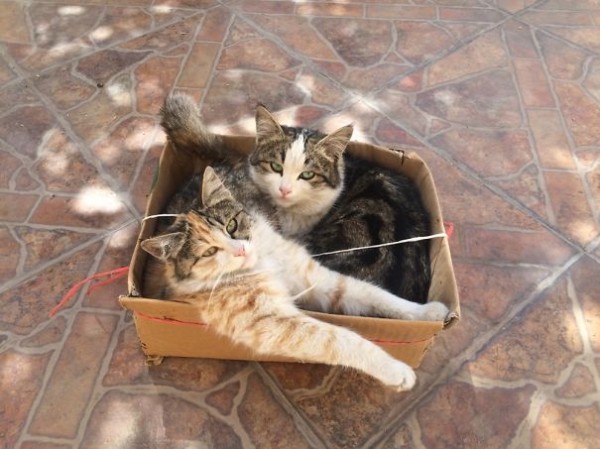 due gatti in una scatola