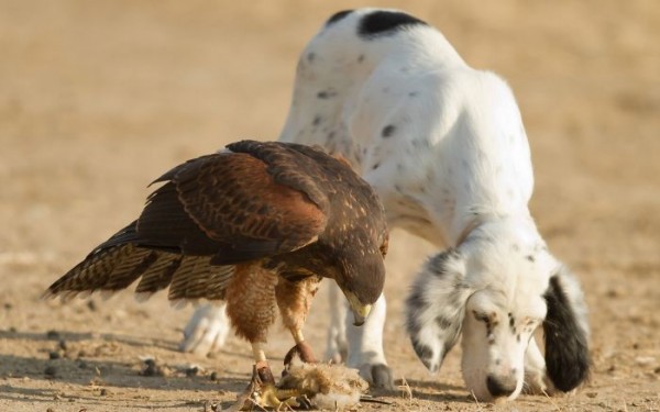 falco e cane