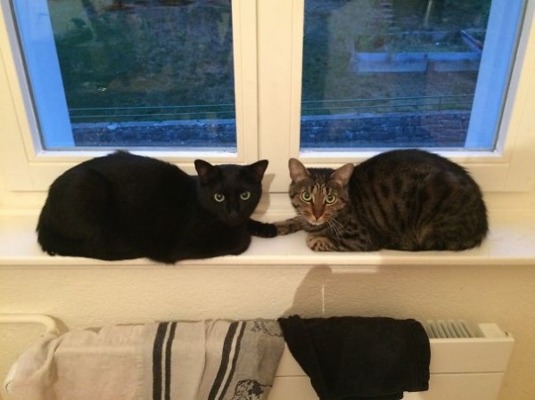 gatti alla finestra