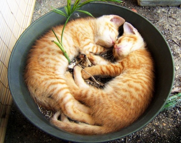 gatti dormono in vaso
