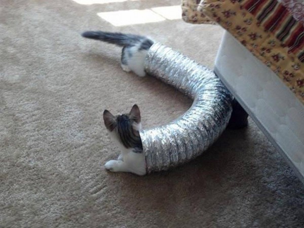 gatti in un tubo