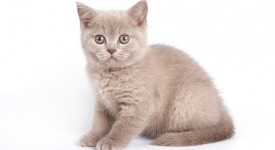 gatto cacca fuori lettiera