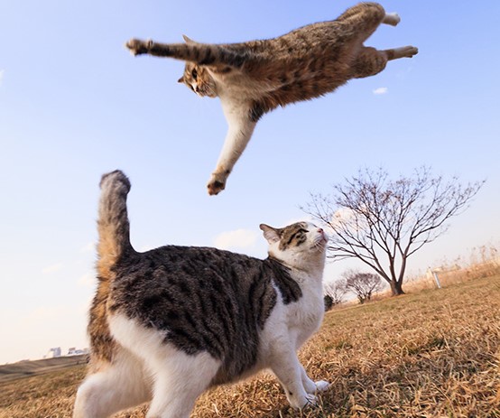 gatto che fa un salto