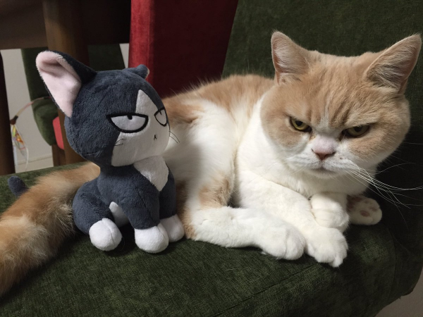 Koyuki, la gatta super arrabbiata in 10 pose (FOTO)