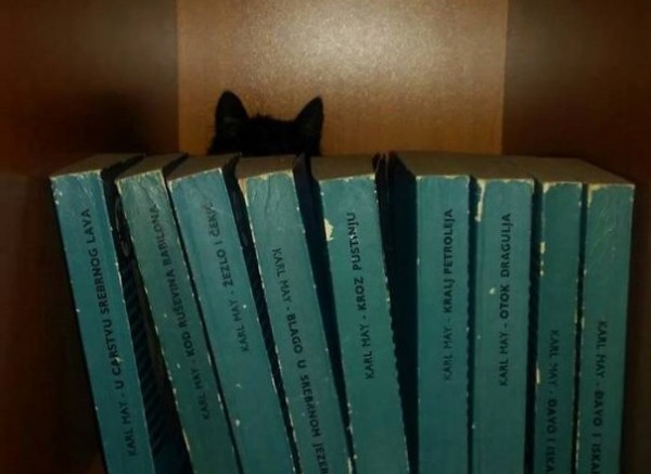 gatto dietro libri