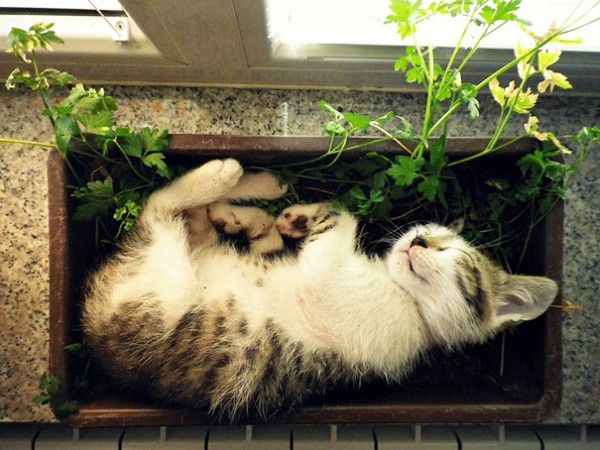 gatto dorme in vaso