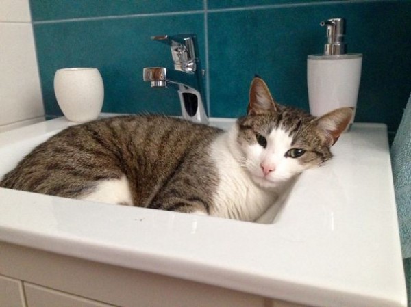 gatto in lavello del bagno