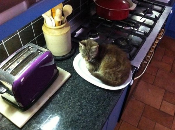 gatto in un piatto
