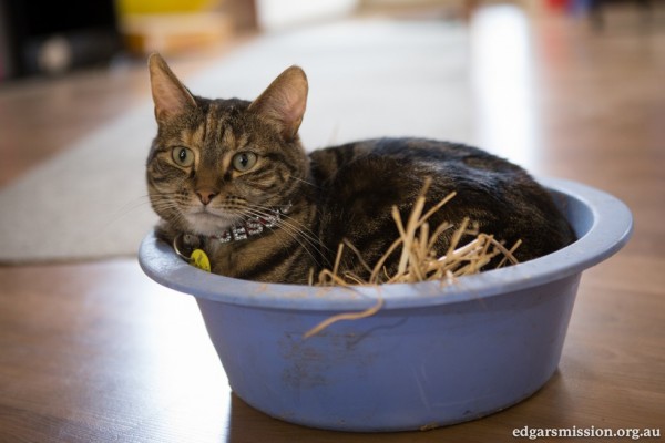 gatto in una bacinella