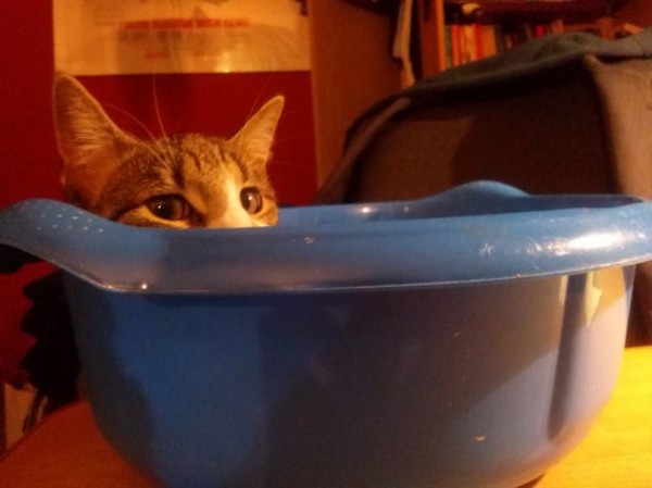 gatto in una bacinella