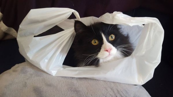 gatto in una busta di plastica
