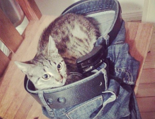 gatto nei jeans