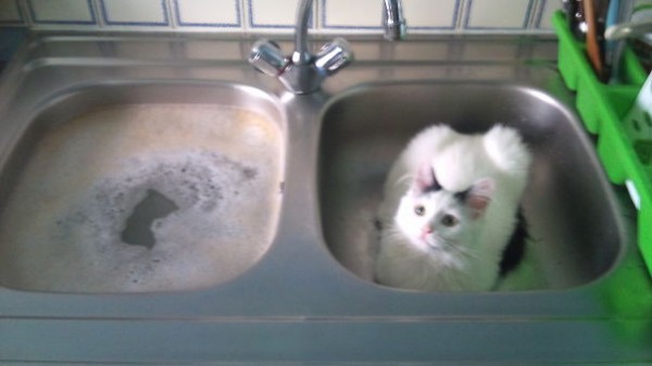 gatto nel lavello della cucina