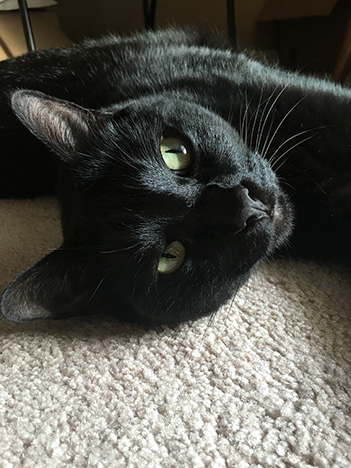 gatto nero sdraiato