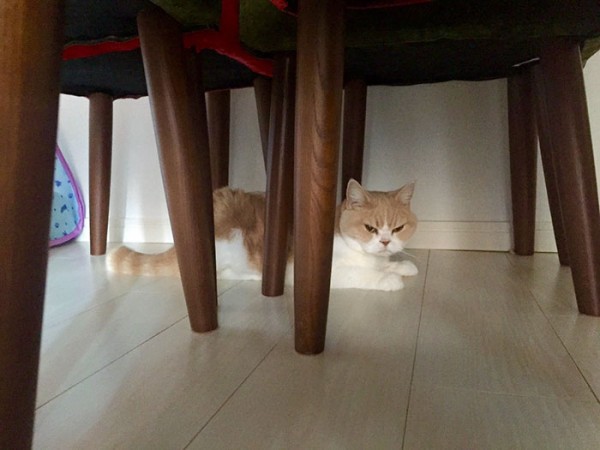 gatto sotto sedie