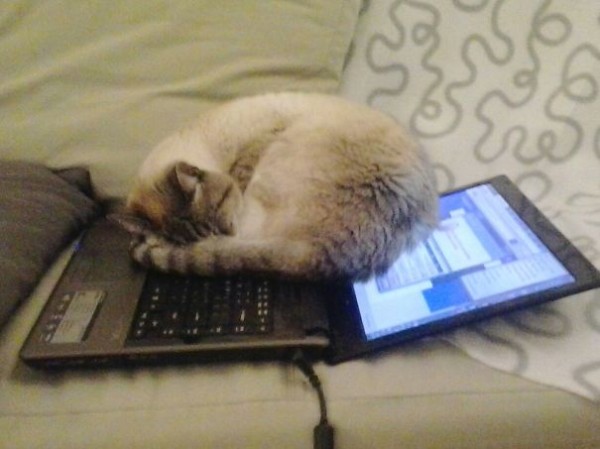 gatto su computer