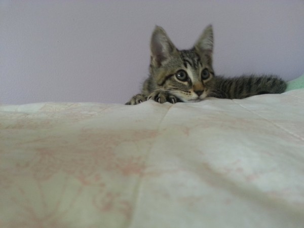 gatto su letto