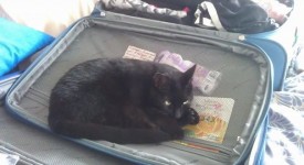 10 gatti che usano oggetti a modo loro (FOTO)