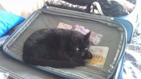 gatto su valigia