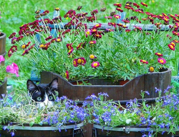 gatto tra fiori