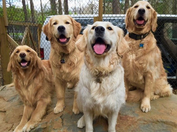 goldens retriever