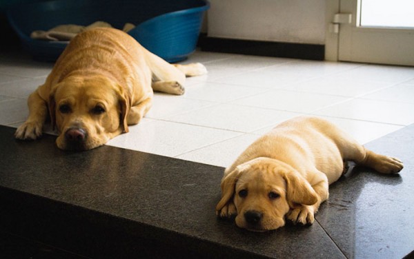 labrador e cucciolo