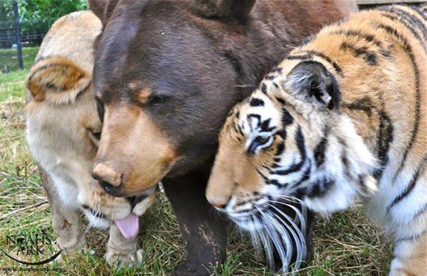 leone con orso e tigre