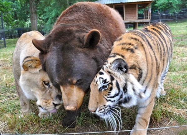 L'orso, la tigre e il leone, amici per la pelle (FOTO)