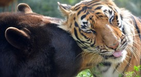 L'orso, la tigre e il leone, amici per la pelle (FOTO)