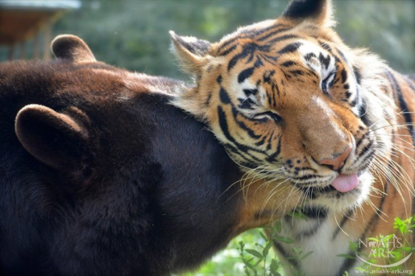 orso con tigre