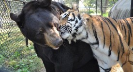 L'orso, la tigre e il leone, amici per la pelle (FOTO)