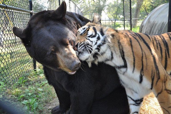 orso e tigre