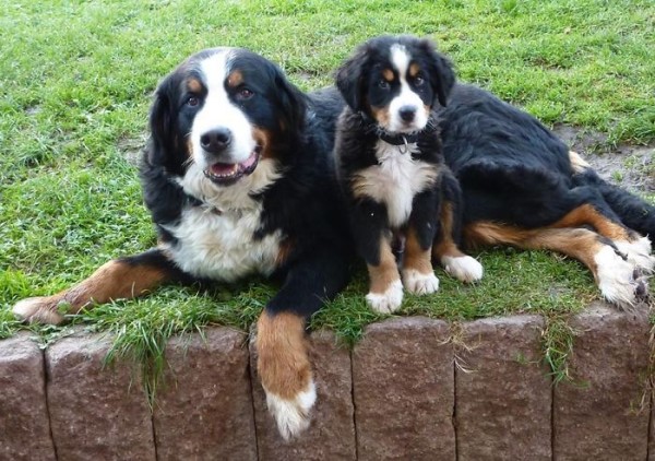 pastore bovaro e cucciolo