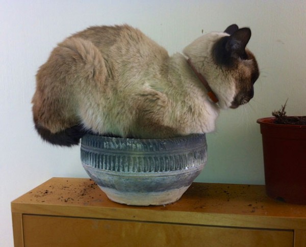 siamese seduto su vaso