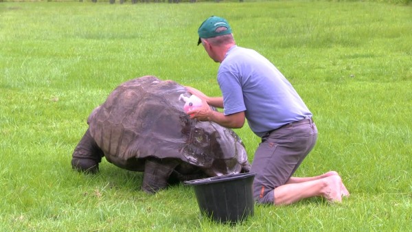 Primo bagnetto del più vecchio animale al mondo (VIDEO)