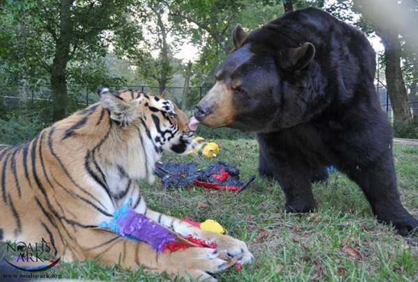 tigre con orso