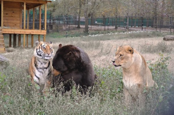 tigre orso e leone