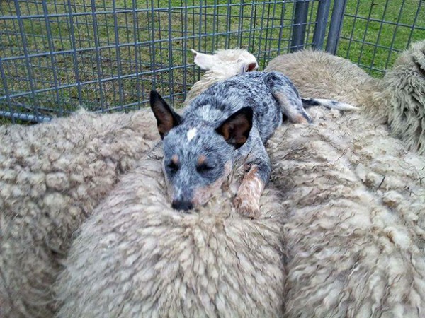 Australian blue heeler sdraiato su una pecora