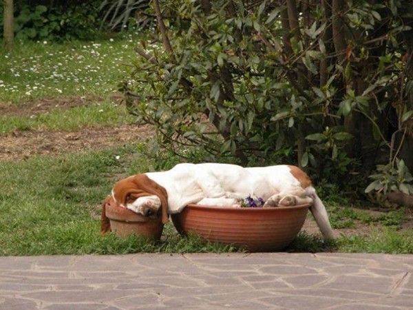 Bassett Hound in un vaso