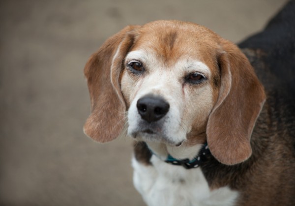 cane anziano comportamento dopo castrazione