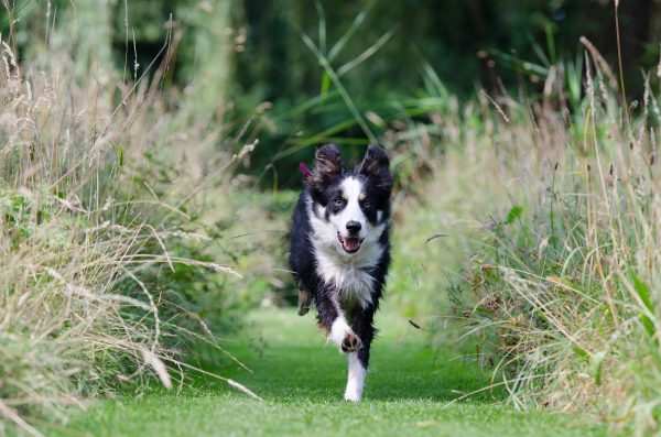 Border Collie corre