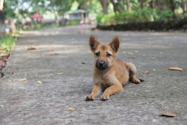 Cagnolina randagia