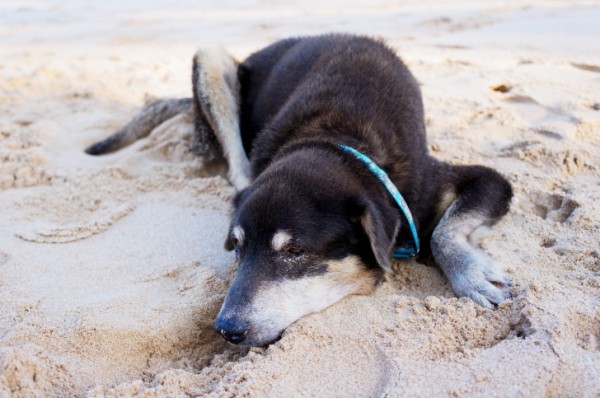 cane anziano cure stare meglio